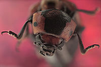 Possibly Entomoscelis adonidis beetle from Madagascar or Ukraine Note the fake eye spots https://www.jungledragon.com/image/132604/unknown_beetle_from_madagascar_or_ukraine.html Entomoscelis adonidis,Geotagged,Spring,United States