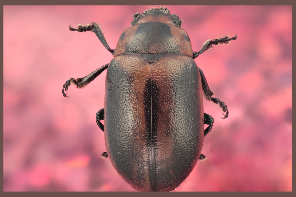 Possibly Entomoscelis adonidis beetle from Madagascar or Ukraine <figure class="photo"><a href="https://www.jungledragon.com/image/132603/possibly_entomoscelis_adonidis_beetle_from_madagascar_or_ukraine.html" title="Possibly Entomoscelis adonidis beetle from Madagascar or Ukraine"><img src="https://s3.amazonaws.com/media.jungledragon.com/images/5803/132603_thumb.jpg?AWSAccessKeyId=05GMT0V3GWVNE7GGM1R2&Expires=1759968010&Signature=%2BMmBINbzqbw%2BdiCZl1BKjTOxAxo%3D" width="200" height="134" alt="Possibly Entomoscelis adonidis beetle from Madagascar or Ukraine Note the fake eye spots https://www.jungledragon.com/image/132604/unknown_beetle_from_madagascar_or_ukraine.html Entomoscelis adonidis,Geotagged,Spring,United States" /></a></figure><br />
Note the fake eye spots Entomoscelis adonidis,Geotagged,Spring,United States