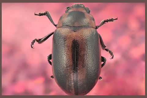 Possibly Entomoscelis adonidis beetle from Madagascar or Ukraine https://www.jungledragon.com/image/132603/unknown_beetle_from_madagascar_or_ukraine.html
Note the fake eye spots Entomoscelis adonidis,Geotagged,Spring,United States