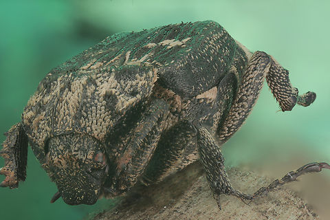 Valgus hemipterus or Brown fleck beetle from Ukraine  Geotagged,Spring,United States,Valgus hemipterus