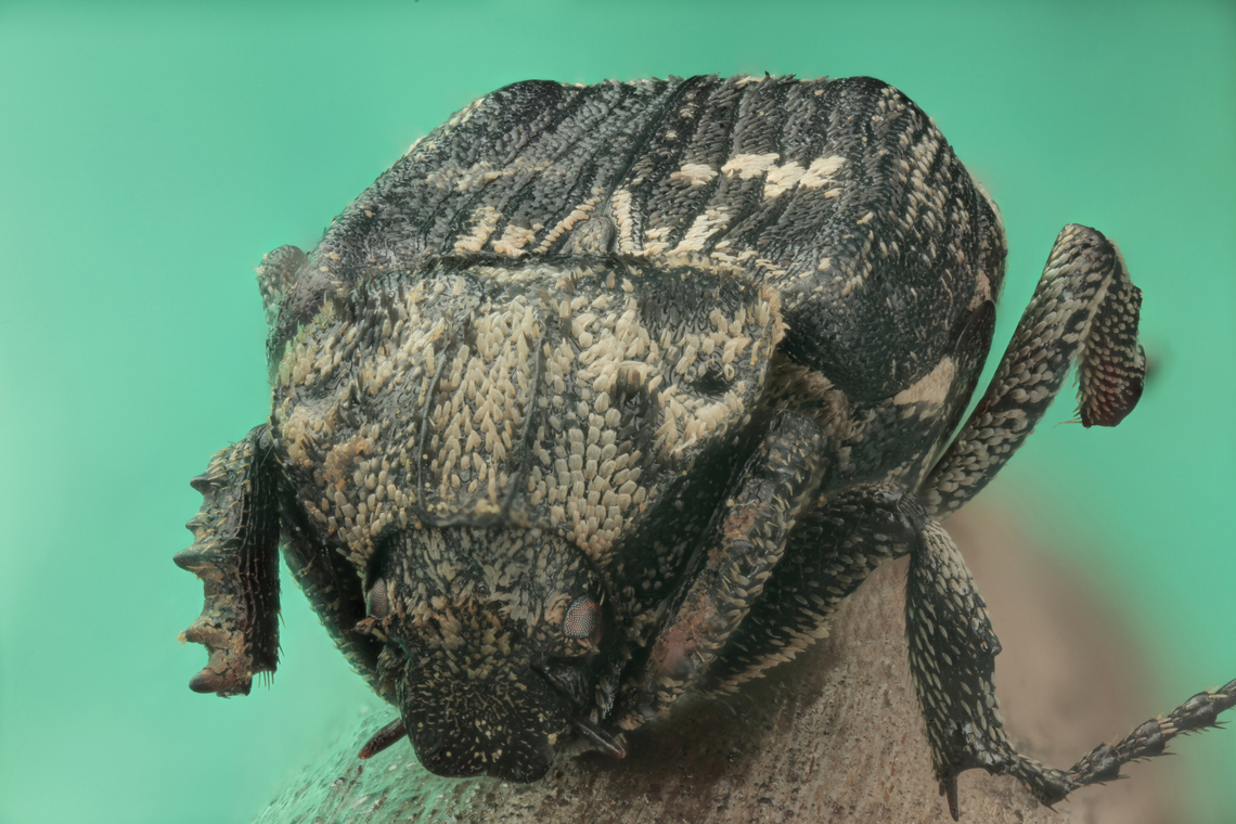 Valgus hemipterus or Brown fleck beetle From Ukraine or Madagascar<br />
<figure class="photo"><a href="https://www.jungledragon.com/image/132759/valgus_hemipterus_or_brown_fleck_beetle.html" title="Valgus hemipterus or Brown fleck beetle"><img src="https://s3.amazonaws.com/media.jungledragon.com/images/5803/132759_thumb.jpg?AWSAccessKeyId=05GMT0V3GWVNE7GGM1R2&Expires=1759968010&Signature=GO78B%2B6sdSZfgje74TdHD3SjhF0%3D" width="200" height="134" alt="Valgus hemipterus or Brown fleck beetle From Ukraine or Madagascar<br />
https://www.jungledragon.com/image/132720/unknown_sp._brown_fleck_beetle_from_madagascar_or_ukraine.html Geotagged,Spring,United States,Valgus hemipterus" /></a></figure> Geotagged,Spring,United States,Valgus hemipterus