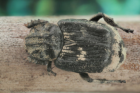 Valgus hemipterus or Brown fleck beetle From Ukraine or Madagascar
https://www.jungledragon.com/image/132720/unknown_sp._brown_fleck_beetle_from_madagascar_or_ukraine.html Geotagged,Spring,United States,Valgus hemipterus