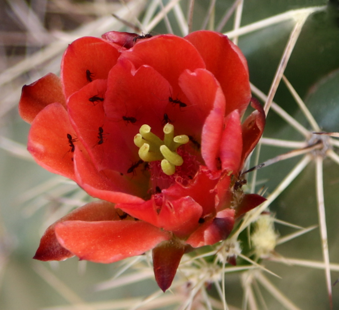 Echinocereus triglochidiatus or Scarlet Hedgehog Cactus Note ants grooming aphids<br />
<figure class="photo"><a href="https://www.jungledragon.com/image/133140/echinocereus_triglochidiatus_or_scarlet_hedgehog_cactus.html" title="Echinocereus triglochidiatus or Scarlet Hedgehog Cactus"><img src="https://s3.amazonaws.com/media.jungledragon.com/images/5803/133140_thumb.JPG?AWSAccessKeyId=05GMT0V3GWVNE7GGM1R2&Expires=1769040010&Signature=CqUXLhvrO692oQQ6BQ5RL1XzMVA%3D" width="200" height="134" alt="Echinocereus triglochidiatus or Scarlet Hedgehog Cactus Note ants grooming aphids Echinocereus triglochidiatus,Geotagged,Spring,United States" /></a></figure> Arizona,Echinocereus triglochidiatus,Geotagged,Scarlet Hedgehog Cactus,Spring,United States