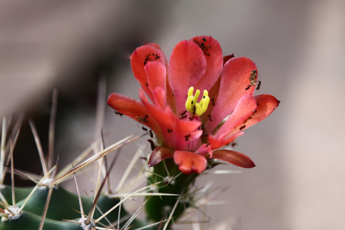 Echinocereus triglochidiatus or Scarlet Hedgehog Cactus Note ants grooming aphids Echinocereus triglochidiatus,Geotagged,Spring,United States