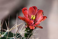 Echinocereus triglochidiatus or Scarlet Hedgehog Cactus Note ants grooming aphids Echinocereus triglochidiatus,Geotagged,Spring,United States