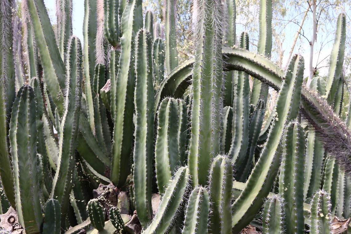 Lophocereus schottii var. schottii or Senita schottii variety Geotagged,Pachycereus schottii,Senita cactus,Spring,United States
