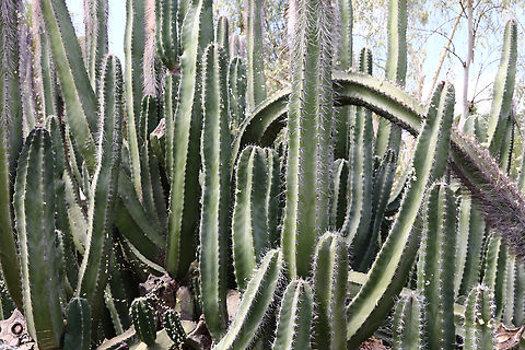 Lophocereus schottii var. schottii or Senita schottii variety Geotagged,Pachycereus schottii,Senita cactus,Spring,United States