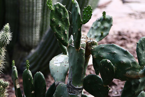 Opuntia polyacantha var. erinaceae or Grizzzly Bear Pricklypear var. erinaceae Geotagged,Opuntia polyacantha,Opuntia polyacantha var. erinacea,Plains Pricklypear,Spring,United States