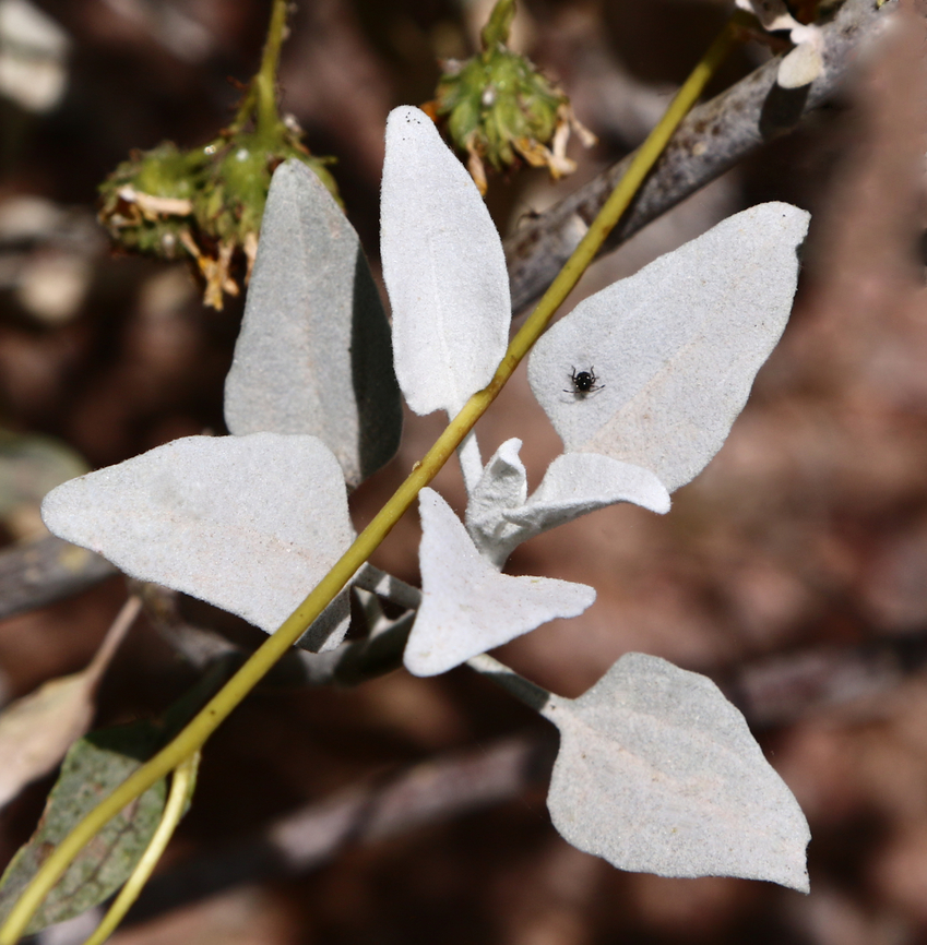 Ambrosia deltoidea or Triangleleaf Bursage Note small nondescript Hemiptera(?) on the upper leaf. Never saw it until after I took the shot. Thought it was dirt. Ambrosia deltoidea,Geotagged,Spring,Triangleleaf Bursage,United States,ambrosia,deltoidea