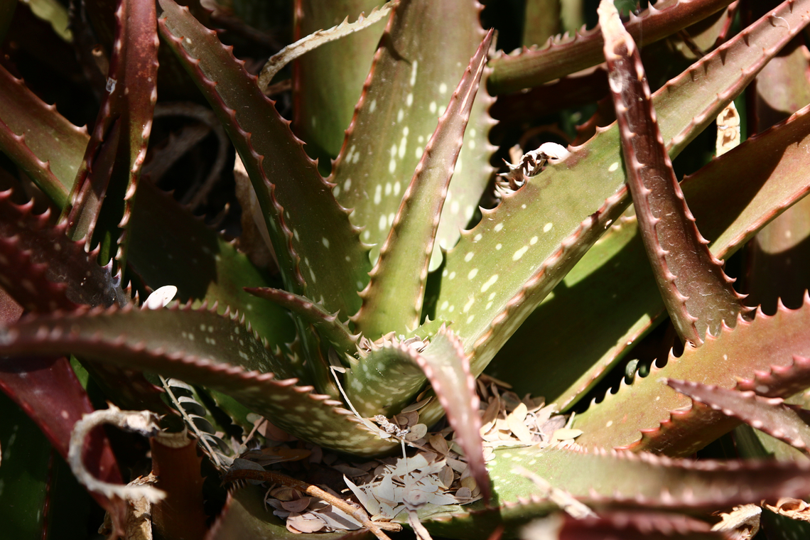 Aloe dorotheae or Sunset Aloe This is a critically endangered species Aloe dorotheae,Geotagged,Spring,United States,aloe,dorotheae,endangered species
