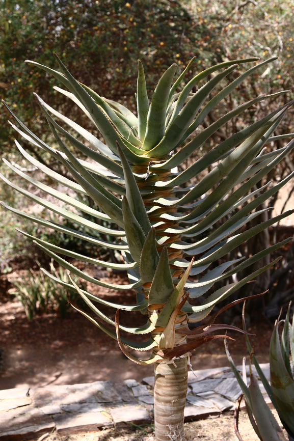 Aloe dichotoma or Quiver Tree Native from Nambia to South Africa Aloe dichotoma,Geotagged,Quiver tree,Spring,United States