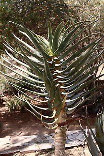 Aloe dichotoma or Quiver Tree Native from Nambia to South Africa Aloe dichotoma,Geotagged,Quiver tree,Spring,United States
