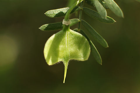Guaiacum angustifolium or Soapbrush It has an usual leaf formation usually on the end of a stem.
https://www.jungledragon.com/image/133147/guaiacum_angustifolium_or_soapbrush_flower.html
https://www.jungledragon.com/image/133148/guaiacum_angustifolium_or_soapbrush_flower_bud.html Geotagged,Guaiacum angustifolium,Spring,United States