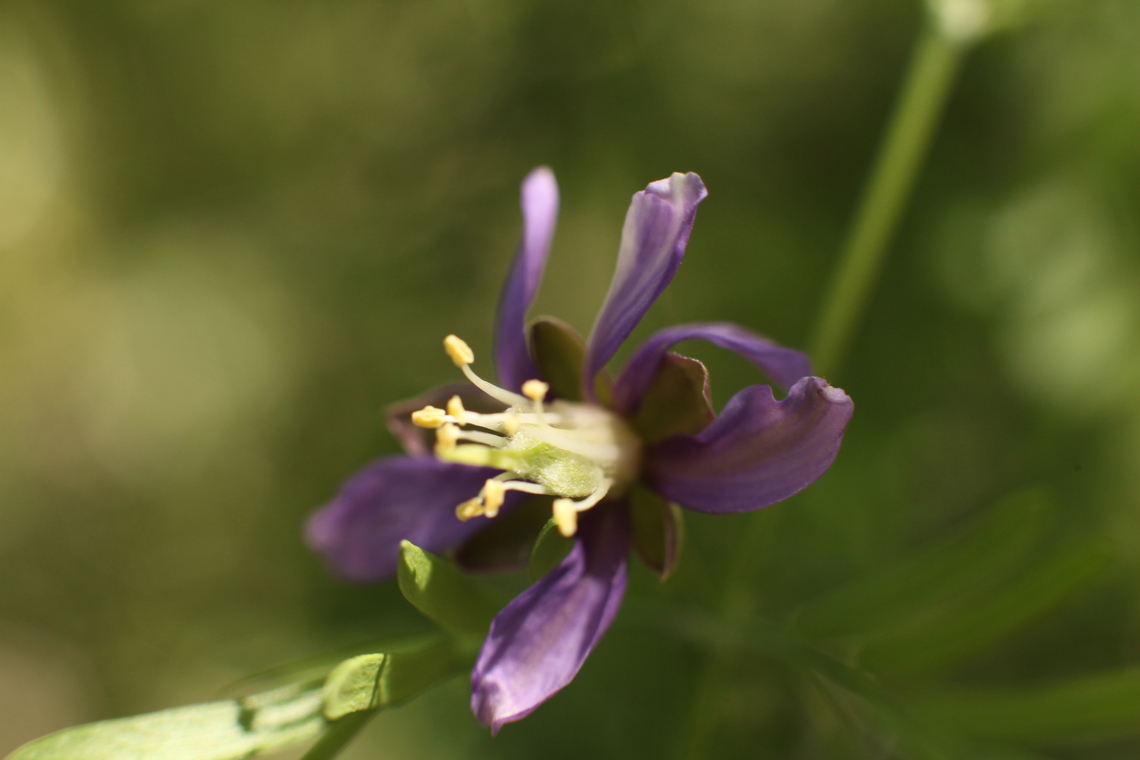 Guaiacum angustifolium or Soapbrush flower  Geotagged,Guaiacum angustifolium,Spring,United States