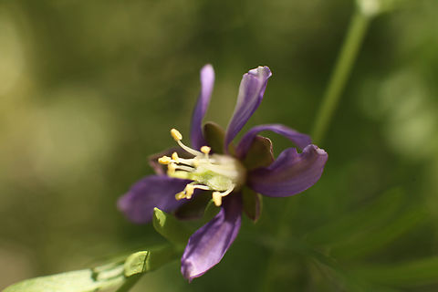 Guaiacum angustifolium or Soapbrush flower  Geotagged,Guaiacum angustifolium,Spring,United States