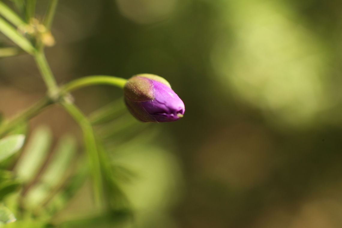 Guaiacum angustifolium or Soapbrush flower bud  Geotagged,Guaiacum angustifolium,Spring,United States