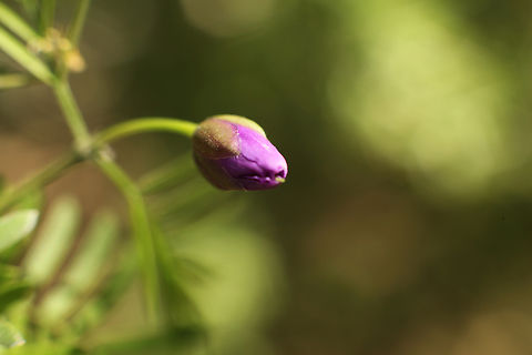 Guaiacum angustifolium or Soapbrush flower bud  Geotagged,Guaiacum angustifolium,Spring,United States