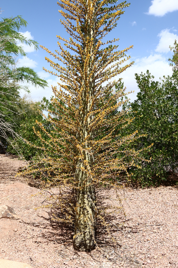 Fouquieria columnaris or Boojum Tree Native of the Baja Peninsula and Northern Mexico<br />
<figure class="photo"><a href="https://www.jungledragon.com/image/133150/fouquieria_columnaris_or_boojum_tree_up_close.html" title="Fouquieria columnaris or Boojum Tree up close"><img src="https://s3.amazonaws.com/media.jungledragon.com/images/5803/133150_thumb.JPEG?AWSAccessKeyId=05GMT0V3GWVNE7GGM1R2&Expires=1769040010&Signature=FMAF8z7%2B%2Fs6cG%2FjayJxKcwMUTlk%3D" width="200" height="134" alt="Fouquieria columnaris or Boojum Tree up close Native to Baja Peninsula and Northern Mexico Boojum Tree,Fouquieria columnaris,Geotagged,Spring,United States" /></a></figure> Boojum Tree,Fouquieria columnaris,Geotagged,Spring,United States