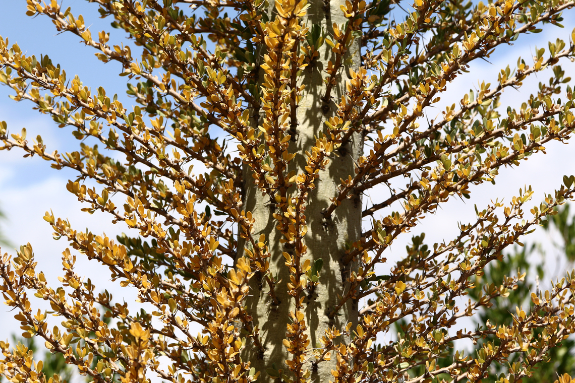 Fouquieria columnaris or Boojum Tree up close Native to Baja Peninsula and Northern Mexico Boojum Tree,Fouquieria columnaris,Geotagged,Spring,United States