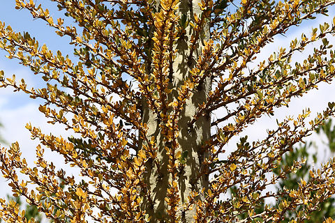 Fouquieria columnaris or Boojum Tree up close Native to Baja Peninsula and Northern Mexico Boojum Tree,Fouquieria columnaris,Geotagged,Spring,United States