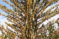 Fouquieria columnaris or Boojum Tree up close Native to Baja Peninsula and Northern Mexico Boojum Tree,Fouquieria columnaris,Geotagged,Spring,United States