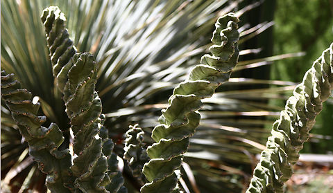 Cereus forbesii 'Spiralis' or Twisted Cactus Great name for this spiral https://www.jungledragon.com/image/167022/spiral_cactus_or_twisted_cereus_or_cereus_forbesil.html
 Cereus forbesii,Geotagged,Spring,United States
