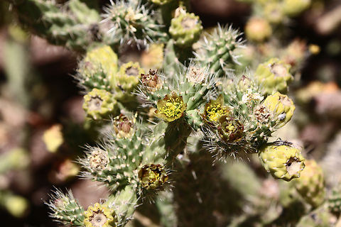 Opuntia engelmannii or Grand Canyon Prickly-pear Note the assassin bug(?) hiding in the shadow on the lower right bud. I never saw it until I started reviewing my images in post. Geotagged,Opuntia engelmannii,Spring,United States