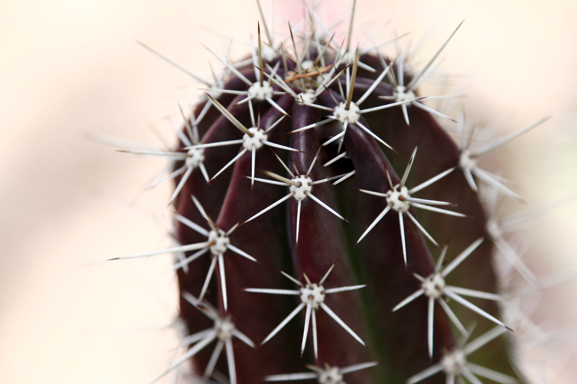 Stenocerueus pruinosus or Pitayo Love the deep purple over the more subtle green Geotagged,Spring,Stenocereus pruinosus,Stenocerueus pruinosus,United States