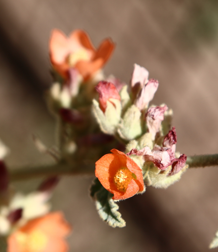 Sphaeralcea ambigua or Desert Mallow  Desert globemallow,Geotagged,Sphaeralcea ambigua,Spring,United States
