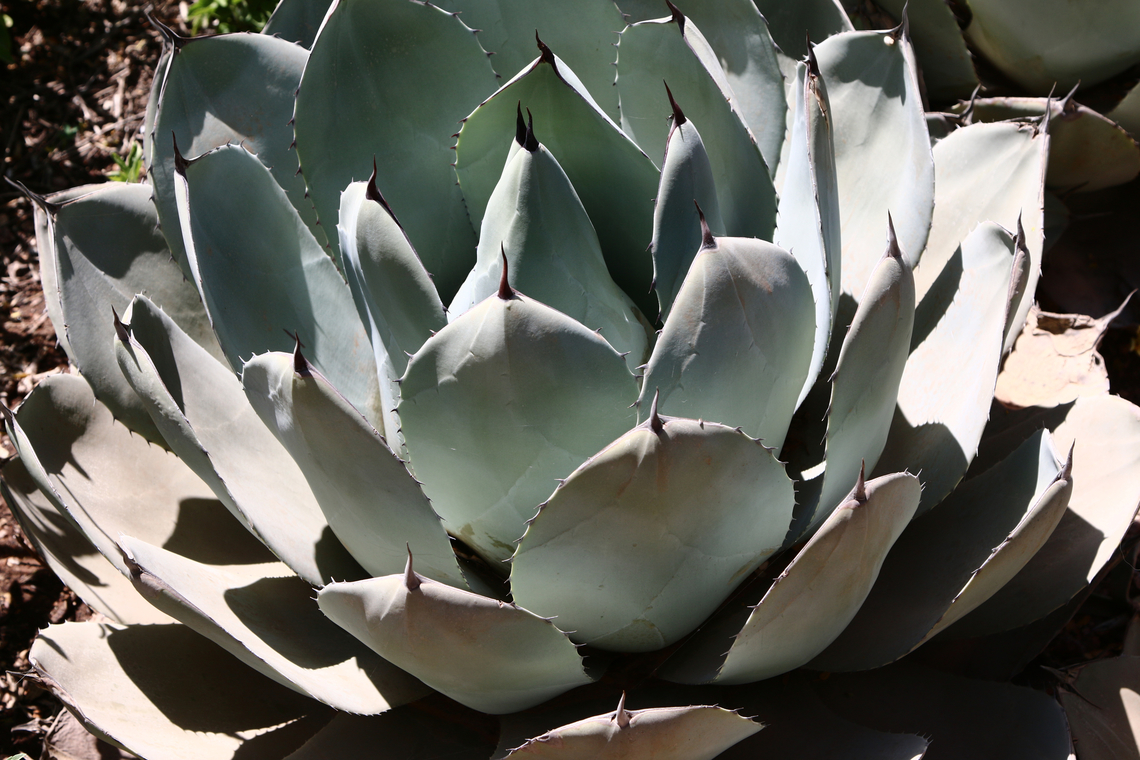 Agave parryi var. truncata or Artichoke Agave Origin N. Central Mexico<br />
Is an evergreen, perennial succulent forming tight rosettes of thick, broad, short, pale blue gray leaves that terminates in a dark brown spine. Leaves carry on their lower surfaces imprints of the thorny leaf margins of the previous outer leaf bud. Once plants mature over a ten-year period they only flower once with the bicolored inflorescence that has an orange color bud but opens as a yellow flower. Agave parryi,Geotagged,Parry's Agave,Spring,United States