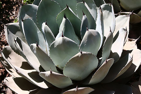 Agave parryi var. truncata or Artichoke Agave Origin N. Central Mexico
Is an evergreen, perennial succulent forming tight rosettes of thick, broad, short, pale blue gray leaves that terminates in a dark brown spine. Leaves carry on their lower surfaces imprints of the thorny leaf margins of the previous outer leaf bud. Once plants mature over a ten-year period they only flower once with the bicolored inflorescence that has an orange color bud but opens as a yellow flower. Agave parryi,Geotagged,Parry's Agave,Spring,United States