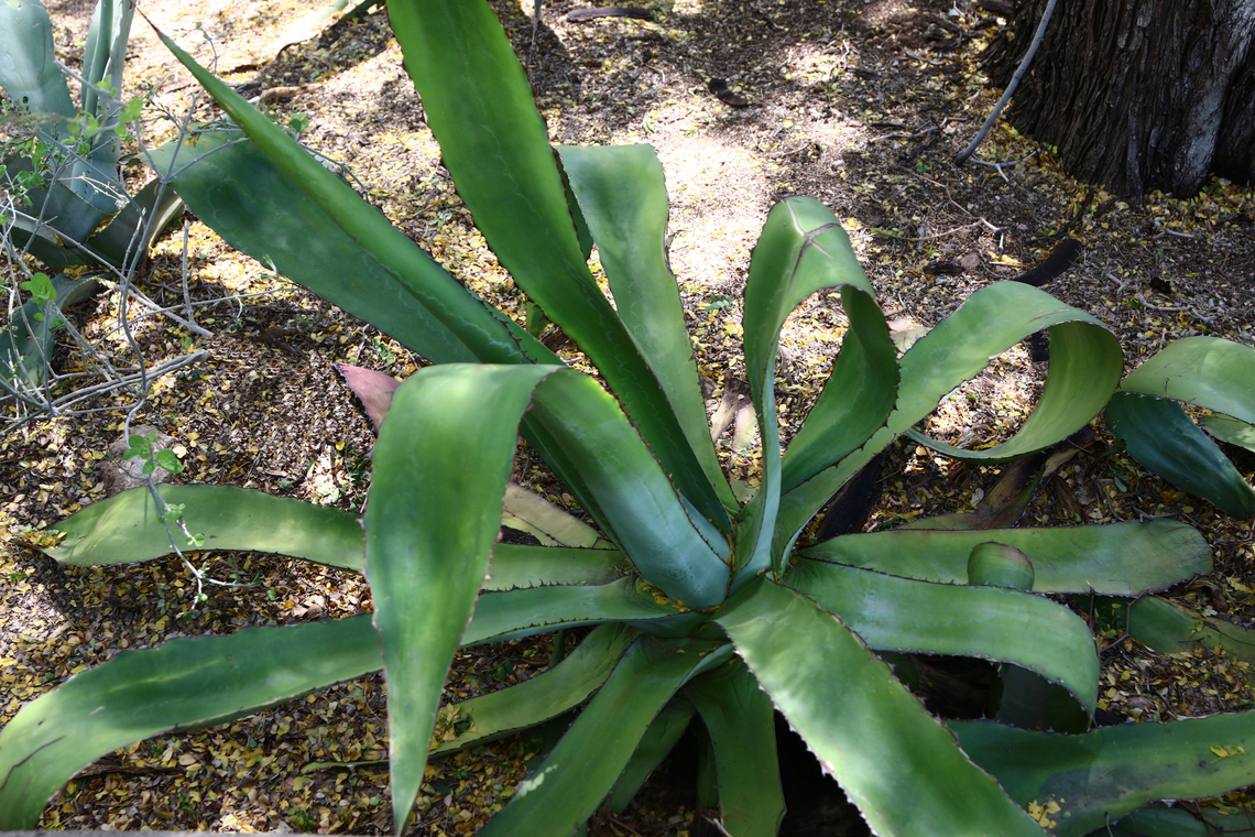 Agave bovicornuta or Cow's Horn Agave  Agave bovicornuta,Cowhorn Agave,Geotagged,Spring,United States