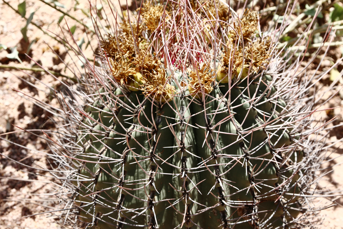 Ferocactus emoryi ssp. rectispinus or Straight-spined Barrell Cactus <figure class="photo"><a href="https://www.jungledragon.com/image/133272/ferocactus_emoryi_ssp._rectispinus_or_straight-spined_barrell_cactus_close-up_of_spines.html" title="Ferocactus emoryi ssp. rectispinus or Straight-spined Barrell Cactus close-up of spines"><img src="https://s3.amazonaws.com/media.jungledragon.com/images/5803/133272_thumb.JPEG?AWSAccessKeyId=05GMT0V3GWVNE7GGM1R2&Expires=1759968010&Signature=JpRBBY6HRbuENLgVx4yphVvNNXg%3D" width="200" height="134" alt="Ferocactus emoryi ssp. rectispinus or Straight-spined Barrell Cactus close-up of spines https://www.jungledragon.com/image/133265/ferocactus_emoryi_ssp._rectispinus_or_straight-spined_barrell_cactus.html Ferocactus emoryi,Geotagged,Spring,United States" /></a></figure> Ferocactus emoryi,Geotagged,Spring,United States