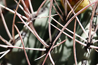 Ferocactus emoryi ssp. rectispinus or Straight-spined Barrell Cactus close-up of spines https://www.jungledragon.com/image/133265/ferocactus_emoryi_ssp._rectispinus_or_straight-spined_barrell_cactus.html Ferocactus emoryi,Geotagged,Spring,United States