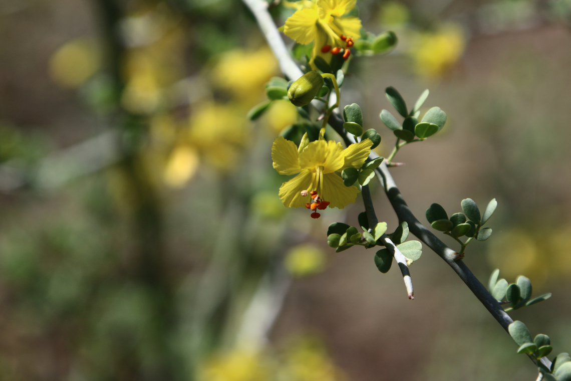 Thymophylla pentachaeta or Golden fleece  Geotagged,Spring,Thymophylla pentachaeta,United States