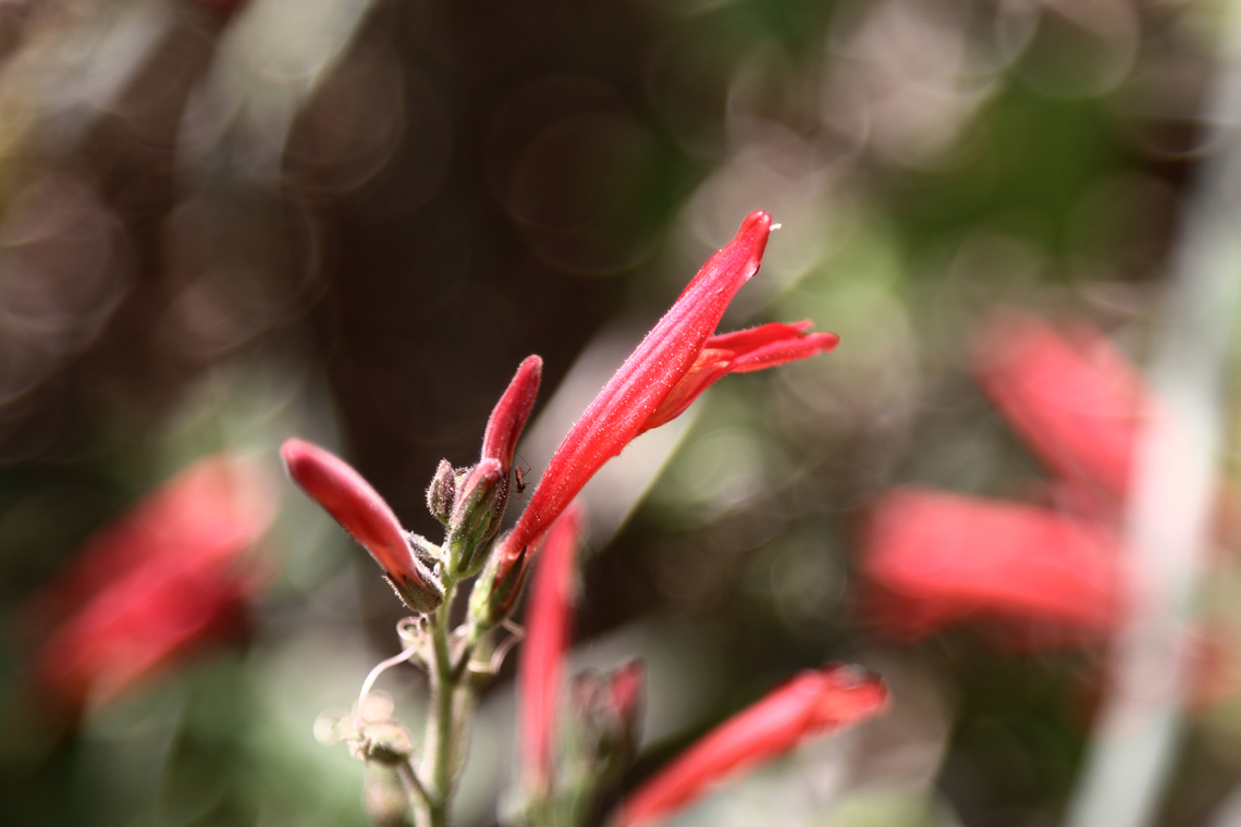 Justicia californica or Chuparosa  Geotagged,Justicia californica,Spring,United States