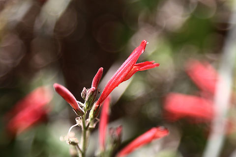 Justicia californica or Chuparosa  Geotagged,Justicia californica,Spring,United States