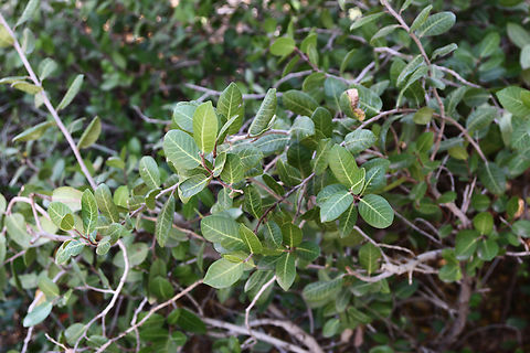 Rhus kearneyi ssp. kearneyi or Kearney Sumac  Geotagged,Rhus kearneyi,Spring,United States