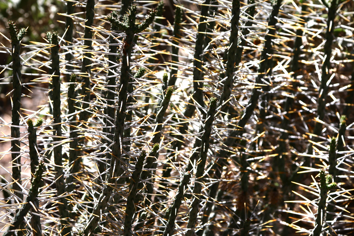 Cylindropuntia ramosissima or Diamond Cholla bush <figure class="photo"><a href="https://www.jungledragon.com/image/133277/cylindropuntia_ramosissima_or_diamond_cholla_spines.html" title="Cylindropuntia ramosissima or Diamond Cholla spines"><img src="https://s3.amazonaws.com/media.jungledragon.com/images/5803/133277_thumb.JPEG?AWSAccessKeyId=05GMT0V3GWVNE7GGM1R2&Expires=1759968010&Signature=pDL0fw20boEaI2VBbJ6RSGUHNMk%3D" width="200" height="134" alt="Cylindropuntia ramosissima or Diamond Cholla spines Note the lacewing on the right side Cylindropuntia ramosissima,Geotagged,Spring,United States" /></a></figure> Cylindropuntia ramosissima,Geotagged,Spring,United States