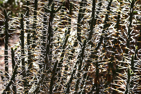 Cylindropuntia ramosissima or Diamond Cholla bush https://www.jungledragon.com/image/133277/cylindropuntia_ramosissima_or_diamond_cholla_spines.html Cylindropuntia ramosissima,Geotagged,Spring,United States