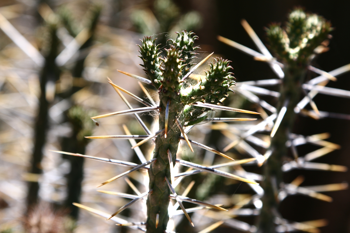 Cylindropuntia ramosissima or Diamond Cholla spines Note the lacewing on the right side Cylindropuntia ramosissima,Geotagged,Spring,United States