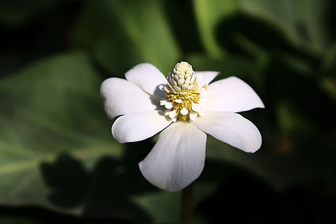Anemopsis californica or Yerba-Mansa Roots fresh or dried boiled roots are used medicinally.
Yerba mansa was widely employed by the native North American Indians to treat a wide variety of complaints. It is little used in modern herbalism. The whole plant is analgesic, antiperiodic, antiphlogistic, blood purifier, disinfectant, diuretic, laxative, stomachic and vulnerary. The plant is infused and used to bathe aching muscles and sore feet. The root is chewed for affections of the mucous membranes. A tea made from the root is used as a blood purifier and general pain remedy, and as a treatment for pleurisy, gonorrhoea, syphilis and menstrual cramps. An infusion of the plant is used in the treatment of colds, chest congestion and stomach ulcers. The dried and powdered plant is used as a disinfectant on wounds whilst the fresh moist leaves are used as a poultice or salve on burns, cuts and wounds. An infusion of the bark is used as a wash for open sores. http://naturalmedicinalherbs.net/herbs/a/anemopsis-californica=yerba-mansa.php
 Anemopsis californica,Geotagged,Spring,United States,Yerba mansa