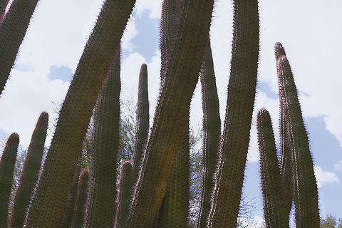 Stenocereus thurberi or Organ pipe Cactus  Geotagged,Organpipe cactus,Spring,Stenocereus thurberi,United States