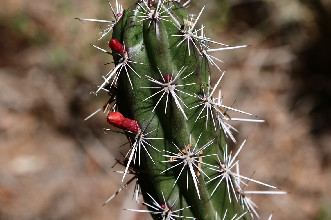 Stenocereus alamosensis or Octopus Cactus <figure class="photo"><a href="https://www.jungledragon.com/image/133351/stenocereus_alamosensis_or_octopus_cactus_arms.html" title="Stenocereus alamosensis or Octopus Cactus arms"><img src="https://s3.amazonaws.com/media.jungledragon.com/images/5803/133351_thumb.JPEG?AWSAccessKeyId=05GMT0V3GWVNE7GGM1R2&Expires=1770854410&Signature=wbzCp7CyV%2FMoc9WAt3mNsT%2B5Nco%3D" width="200" height="148" alt="Stenocereus alamosensis or Octopus Cactus arms https://www.jungledragon.com/image/133345/stenocereus_alamosensis_or_octopus_cactus.html Geotagged,Octopus Cactus,Spring,Stenocereus alamosensis,United States" /></a></figure> Geotagged,Octopus Cactus,Spring,Stenocereus alamosensis,United States