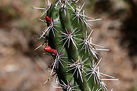 Stenocereus alamosensis or Octopus Cactus https://www.jungledragon.com/image/133351/stenocereus_alamosensis_or_octopus_cactus_arms.html Geotagged,Octopus Cactus,Spring,Stenocereus alamosensis,United States