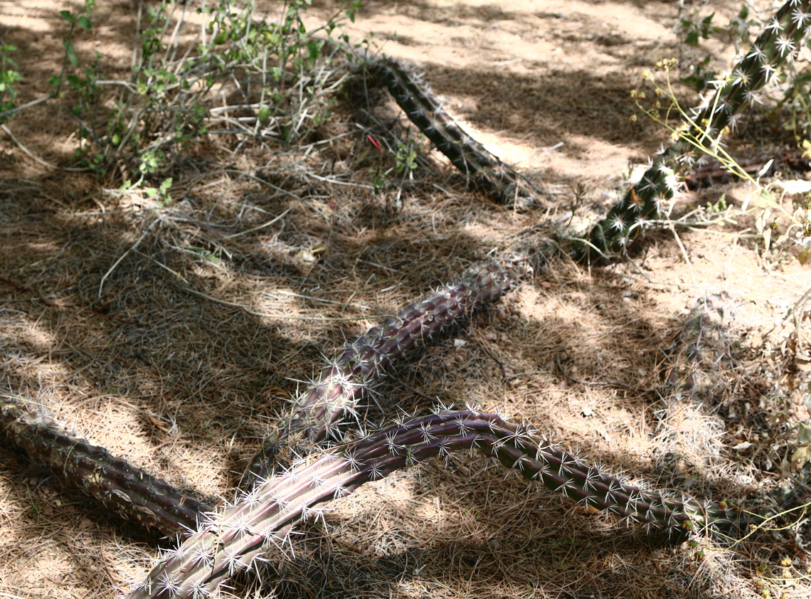 Stenocereus alamosensis or Octopus Cactus arms <figure class="photo"><a href="https://www.jungledragon.com/image/133345/stenocereus_alamosensis_or_octopus_cactus.html" title="Stenocereus alamosensis or Octopus Cactus"><img src="https://s3.amazonaws.com/media.jungledragon.com/images/5803/133345_thumb.JPEG?AWSAccessKeyId=05GMT0V3GWVNE7GGM1R2&Expires=1759968010&Signature=c3iAYY5ZoNWcYmwI6H0tZGKBmPw%3D" width="200" height="134" alt="Stenocereus alamosensis or Octopus Cactus https://www.jungledragon.com/image/133351/stenocereus_alamosensis_or_octopus_cactus_arms.html Geotagged,Octopus Cactus,Spring,Stenocereus alamosensis,United States" /></a></figure> Geotagged,Octopus Cactus,Spring,Stenocereus alamosensis,United States
