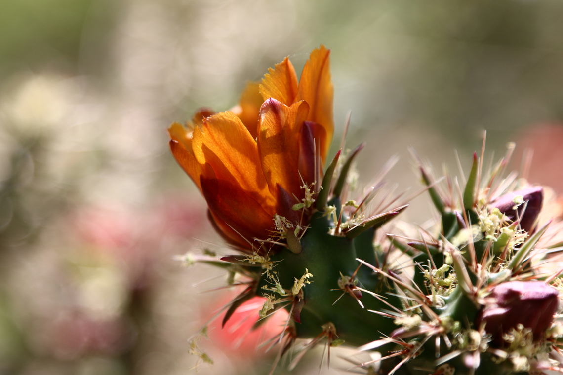 Cylindropuntia acanthocarpa or Buckhorn Cholla  Buckhorn cholla,Cylindropuntia acanthocarpa,Geotagged,Spring,United States