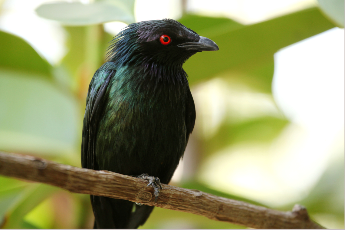 Aplonis metallica metallica or Metallic Starling Long-tailed, dark songbird. Adults glossy blackish with strong metallic green-blue sheen above in good light, bright red eye. Immatures dark above, pale with short, dark streaks below. Nest in large colonies, typically seen in very large flocks that fly fast and low.  Inhabits forests, parks, gardens.<br />
<br />
Native to Moluccas, Sula Is. and Aru Is. to New Guinea and NE Queensland. Aplonis metallica,Geotagged,Metallic starling,Spring,United States