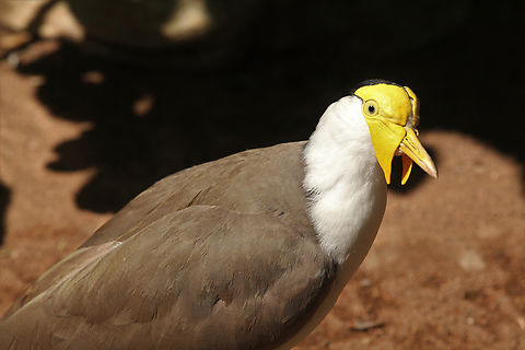 Vanellus miles or Masked Lapwing Large, common and conspicuous bird native to Australia, particularly the northern and eastern parts of the continent, New Zealand and New Guinea. Geotagged,Masked Lapwing,Spring,United States,Vanellus miles