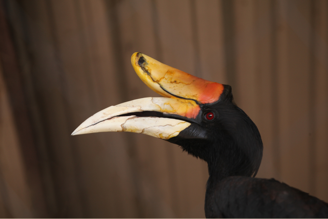 Buceros rhinoceros or Rhinoceros Hornbill Borneo, Sumatra, Java, the Malay Peninsula, Singapore, and southern Thailand.<br />
Photographed at The Phoenix zoo. Buceros rhinoceros,Geotagged,Rhinoceros Hornbill,Spring,United States